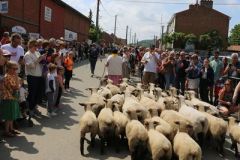 2024-05-transhumance-4026