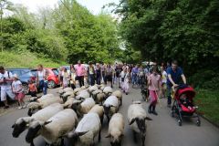 2024-05-transhumance-4041